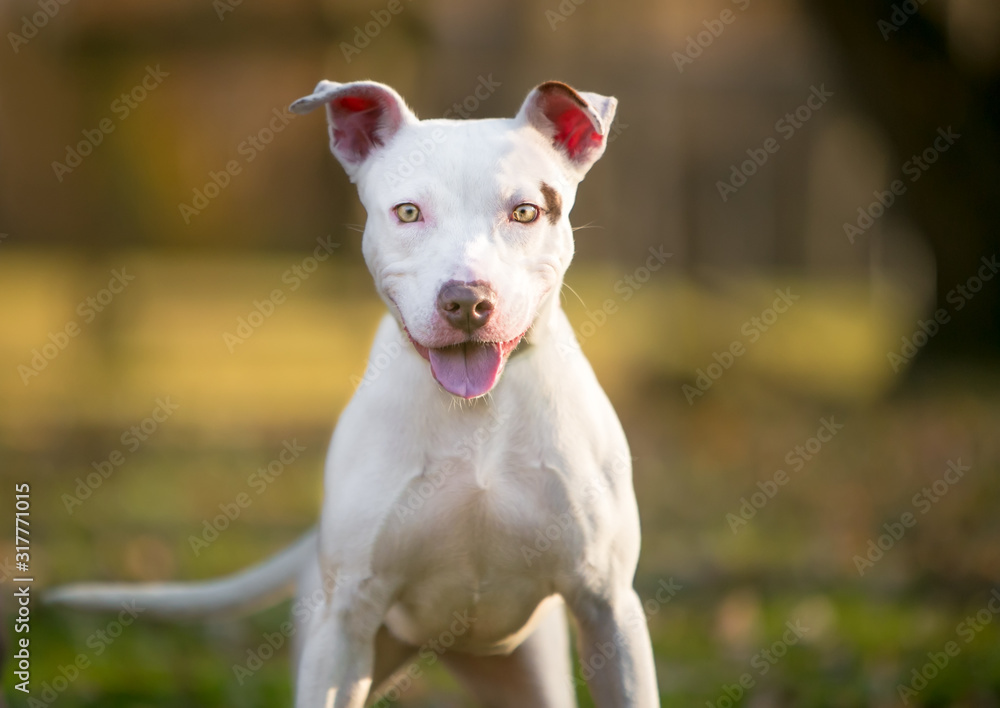 A young white Pit Bull Terrier mixed breed dog standing outdoors with a happy expression