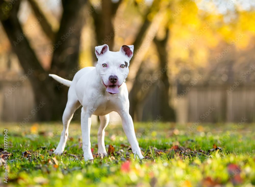 A young white Pit Bull Terrier mixed breed dog standing outdoors with a happy expression A young white Pit Bull Terrier mixed breed dog standing outdoors with a happy expression