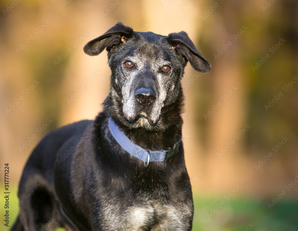 A senior mixed breed dog with a gray face and cataracts