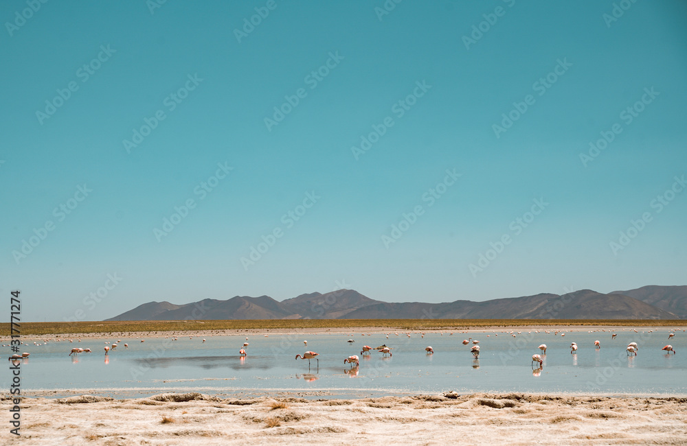 FLAMINGOS - SALAR BOLIVIA