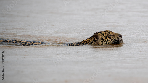 Ein im Fluss schwimmender Jaguar bei Regen photo