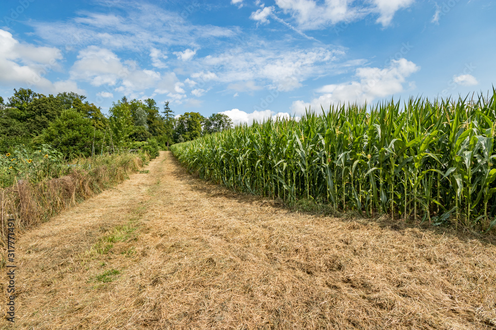 Corn field and sunflowers on the outskirts of residential areas of Bern, the capital of Switzerland Corn field and sunflowers on the outskirts of residential areas of Bern, the capital of Switzerland