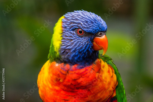Papageien Portrait photo