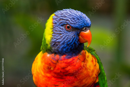 Foto Papageien Portrait