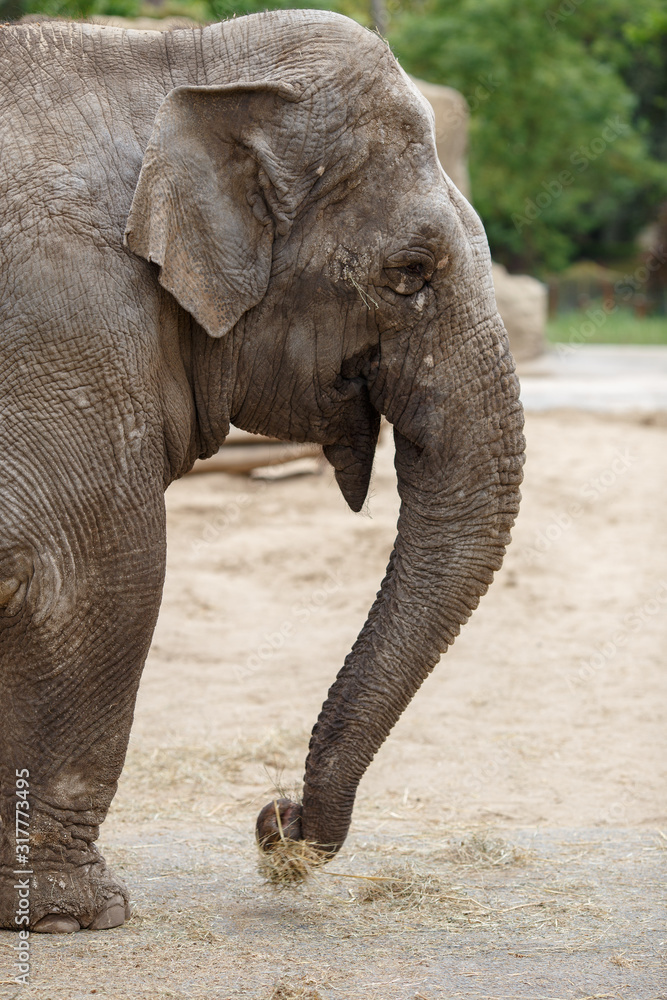Naklejka premium Un éléphant