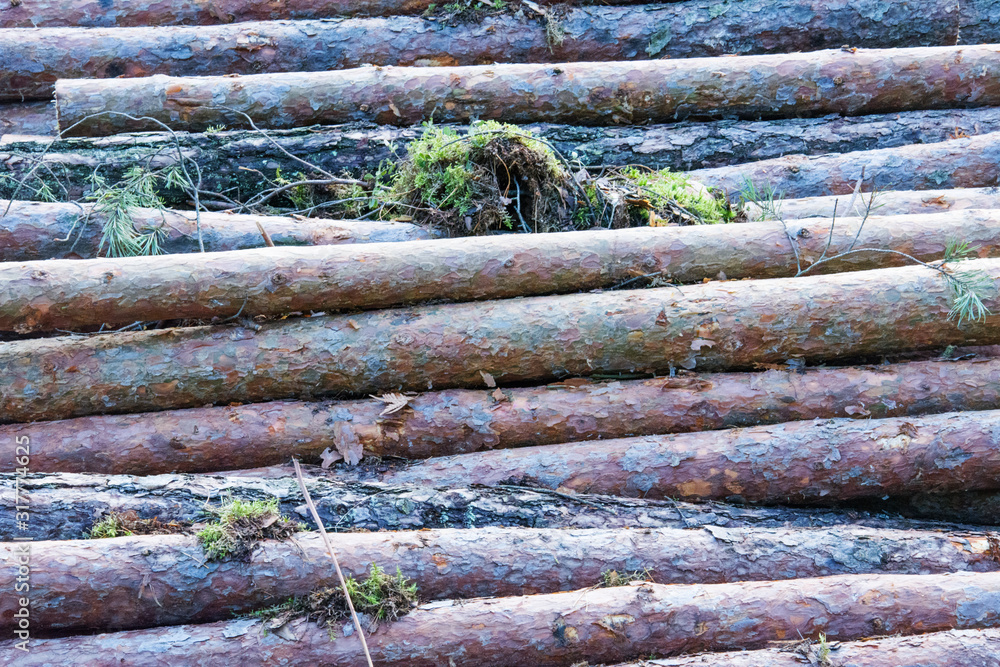 Freshly sawn logs without pine branches are stacked in a pile. Harvesting fresh wood. Side view. Freshly sawn logs without pine branches are stacked in a pile. Harvesting fresh wood. Side view.