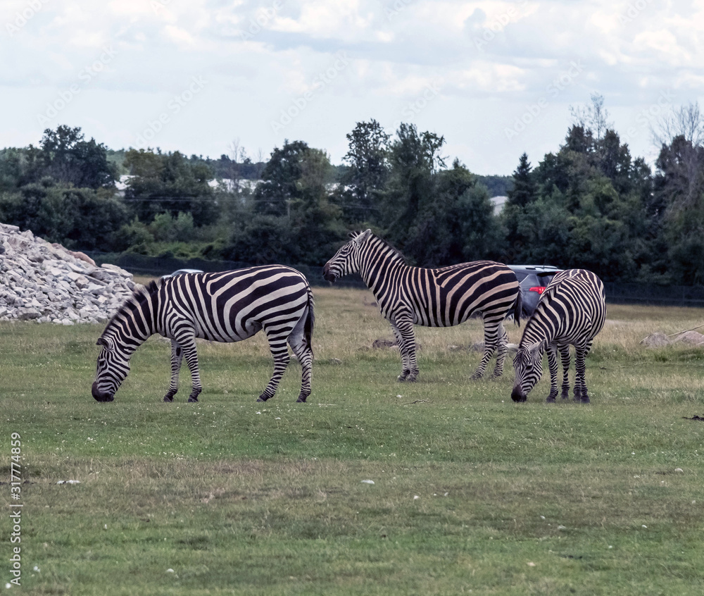 Wild Animal Zebra in Hamilton Safari, Ontario, Canada Wild Animal Zebra in Hamilton Safari, Ontario, Canada