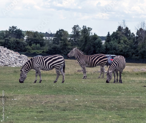 Wild Animal Zebra in Hamilton Safari  Ontario  Canada