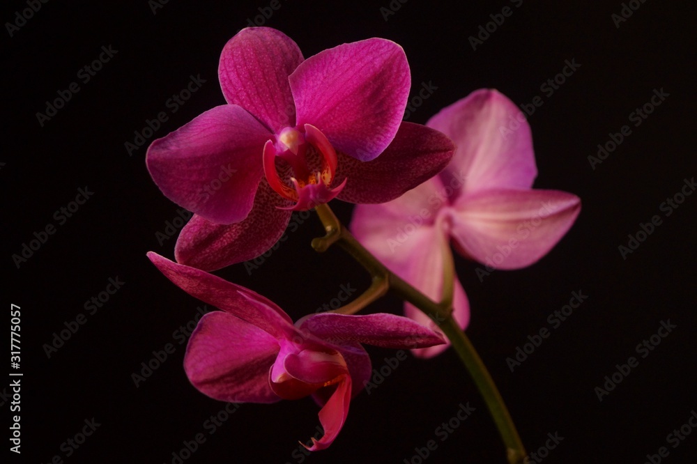 Beautiful background with pink orchids Beautiful background with pink orchids