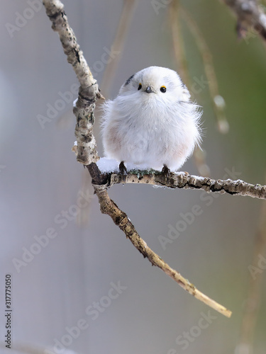 long-tailed tit photo