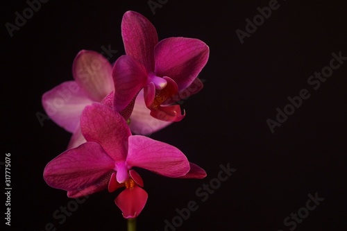 Beautiful background with pink orchids