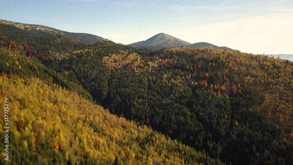 Aerial view of autumn mountain landscape with evergreen pine trees and yellow fall forest with magestic mountains in distance. Aerial view of autumn mountain landscape with evergreen pine trees and yellow fall forest with magestic mountains in distance.
