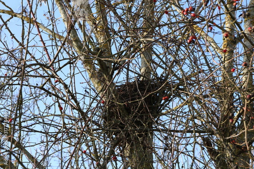 The birds nest of branches is high on the tree photo