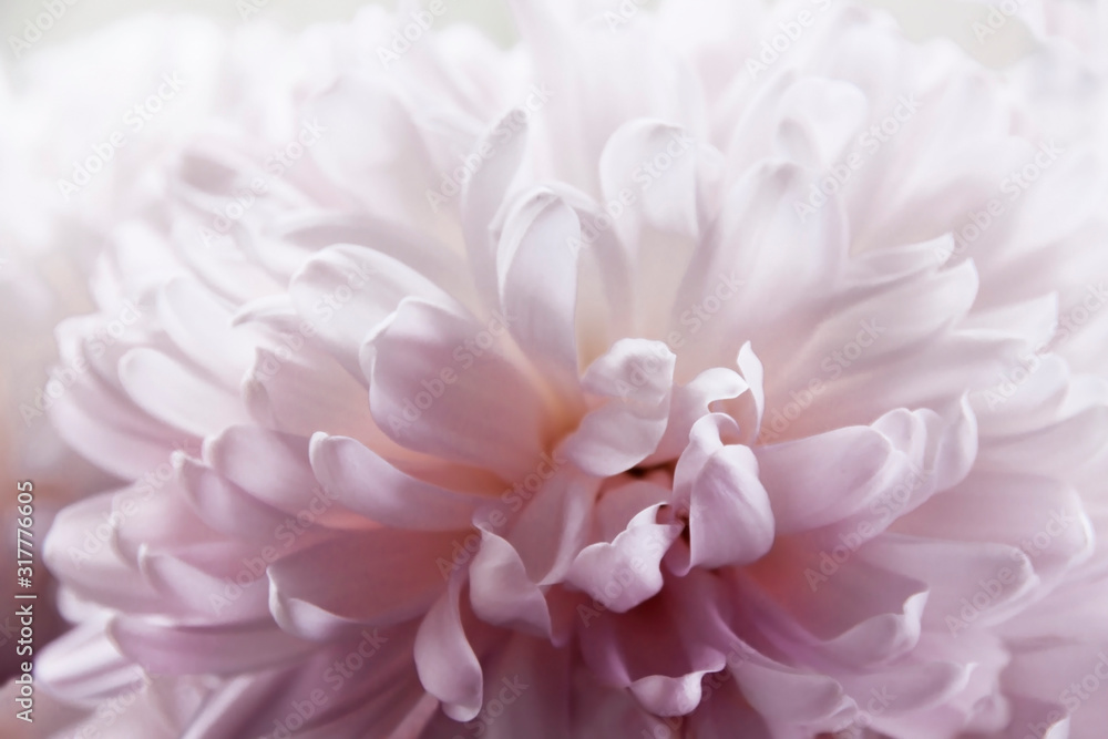 Close up macro of flower petals chrysanthemum in pink and white full bloom . Abstract texture perfect fine art image.
