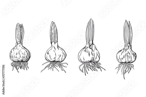 Set of sprouted tulip bulbs in monochrome