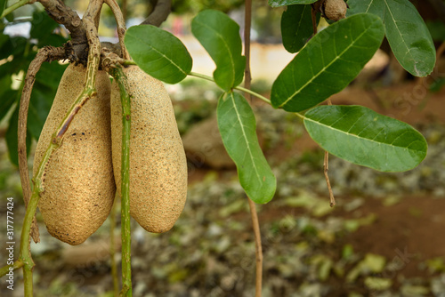 Obraz na plátne Sausage tree or Kigelia Africana with large fruit