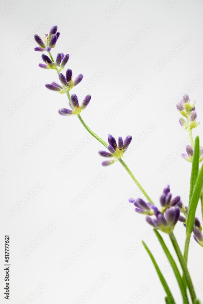 English Lavender Macro English Lavender Macro