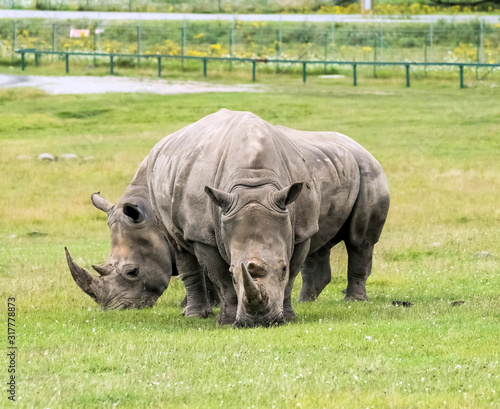 Wild Animal African Rhinoceros or Rhino in Hamilton Safari  Ontario  Canada