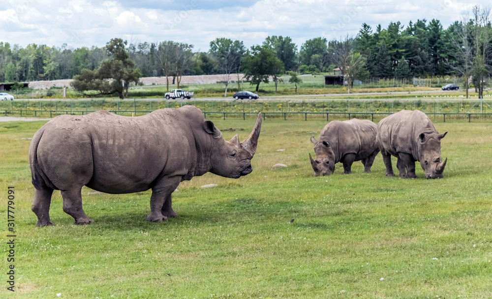 Wild Animal African Rhinoceros or Rhino in Hamilton Safari, Ontario, Canada Wild Animal African Rhinoceros or Rhino in Hamilton Safari, Ontario, Canada