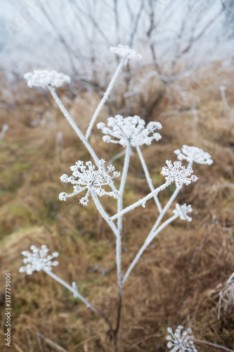 flower branch covered with ice and snow in a forest © fotodiya83