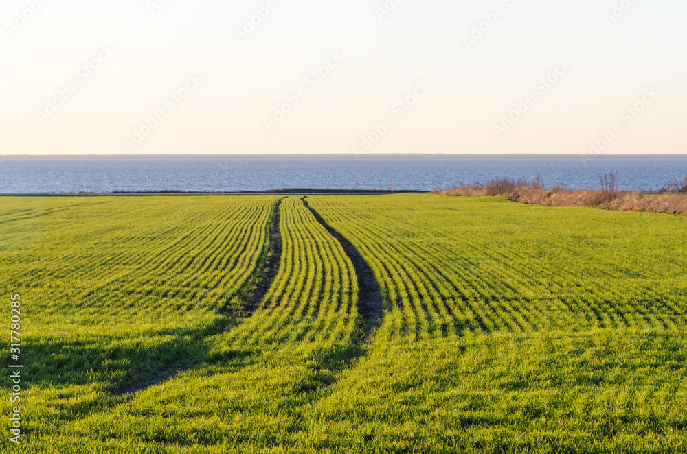 Tracks in a coastal cornfield