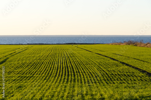 Rows in a green coastal cornfield