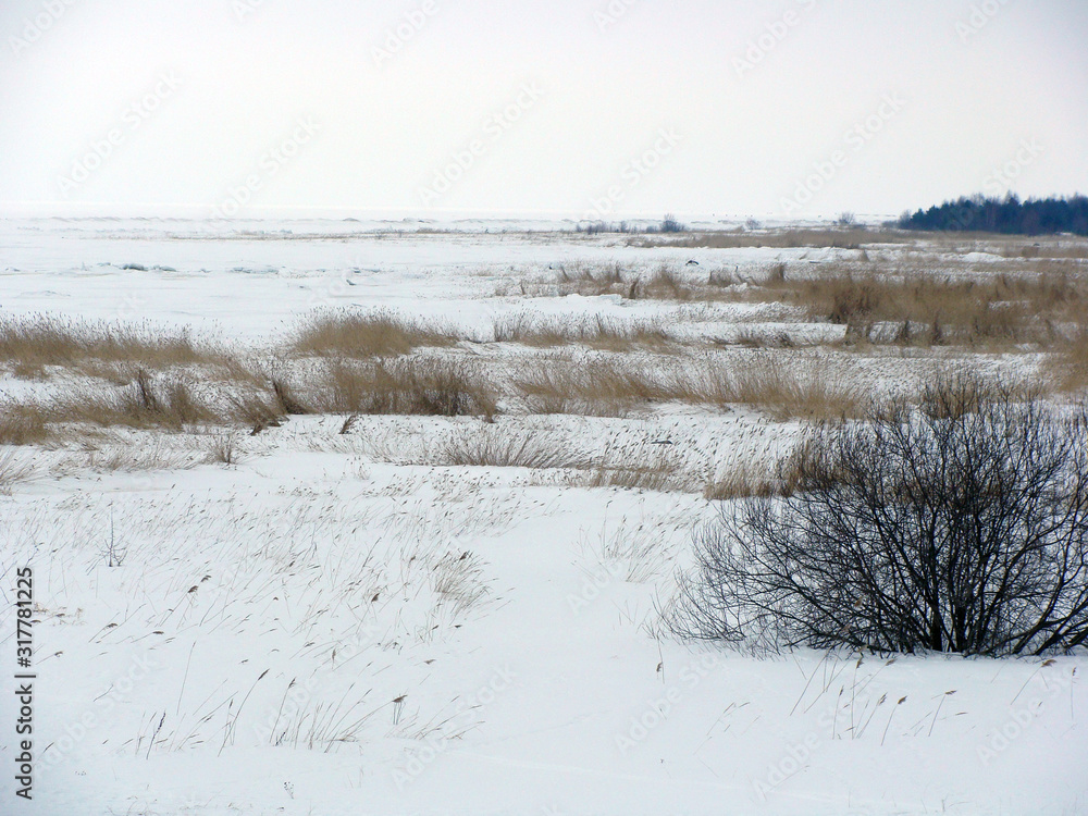 landscape with white snow covered reed meadow landscape with white snow covered reed meadow