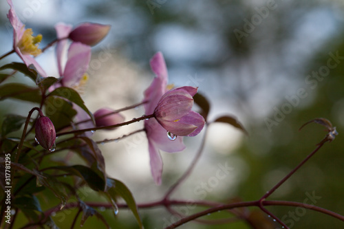 clematis leaping out after rain