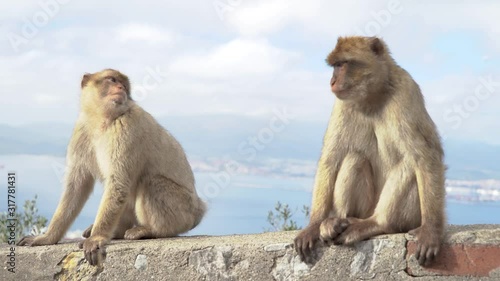 Barbary Macaque on a wall showing off in front of tourists on the Gibraltar peninsula