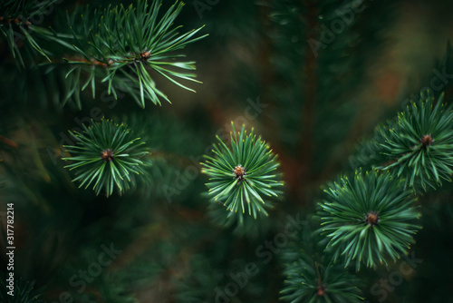 Close-up of pine tree in forest