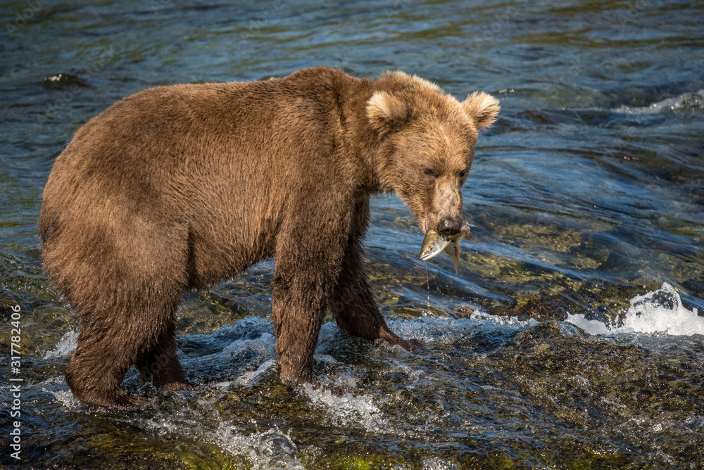 Brown Bear Catches Salmon in River in Katmai National Park, Alaska Brown Bear Catches Salmon in River in Katmai National Park, Alaska