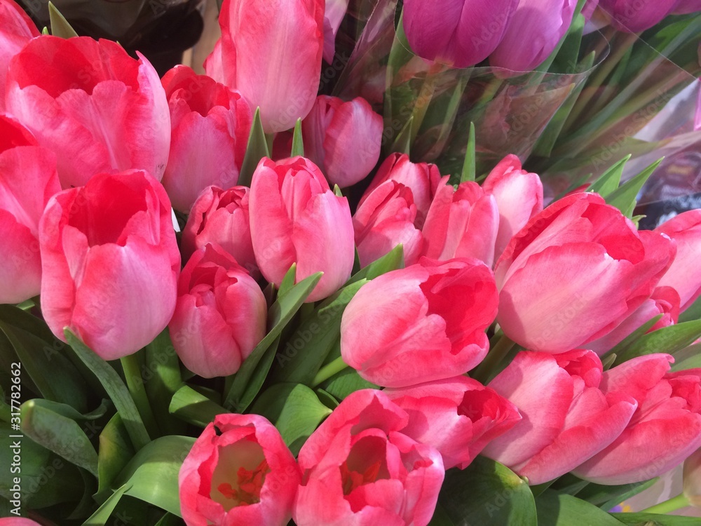 pink tulips in the market pink tulips in the market