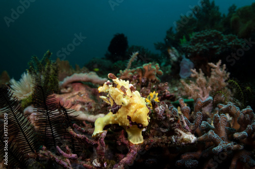 A Bright yellow Warty Frogfish - Antennarius maculatus - sitting on the reef in southern komodo. Taken in Komodo National Park, Indonesia.