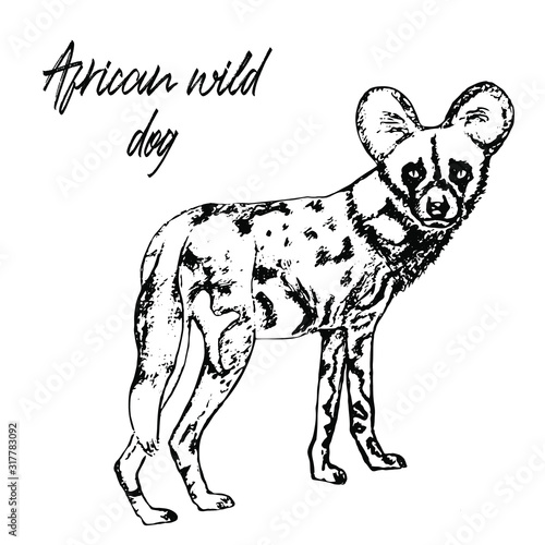 Dog-like hyena sketch. Hand drawn vector illustration, label or card. Minimal vector illustration isolated on white background. African wild dog.