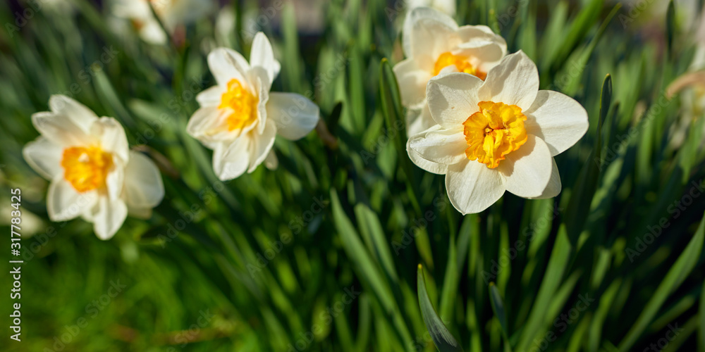 Spring bloom of white daffodil flowers (narcissus). Low depth of field.