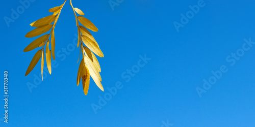 Autumn leaves of acacia against the blue sky.