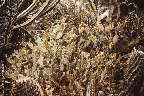 Detail of Majorelle Gardens in Marrakech
