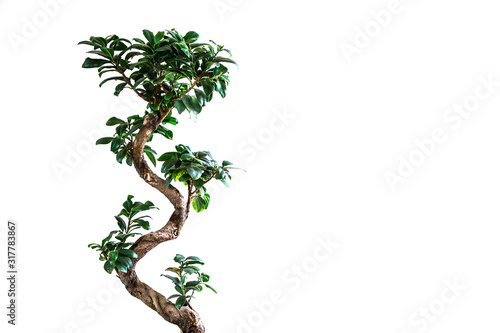 Bansay tree on a white background