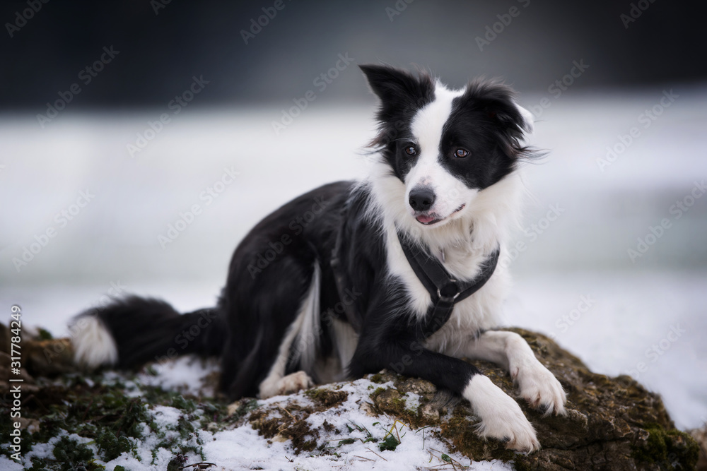 Border collie dog in winter landscape