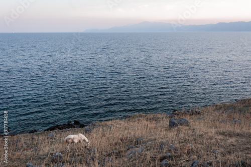 a horse eating in a field with the sea and the mountains in the backgr photo