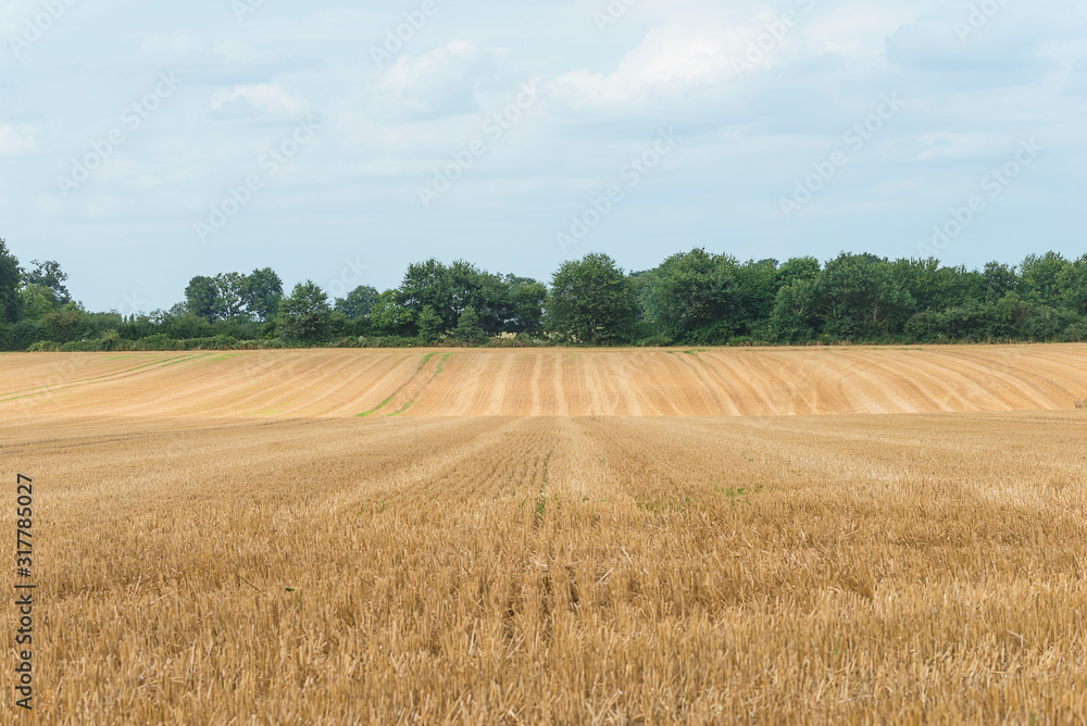 Beautiful summer landscape of agricultural field after harvest