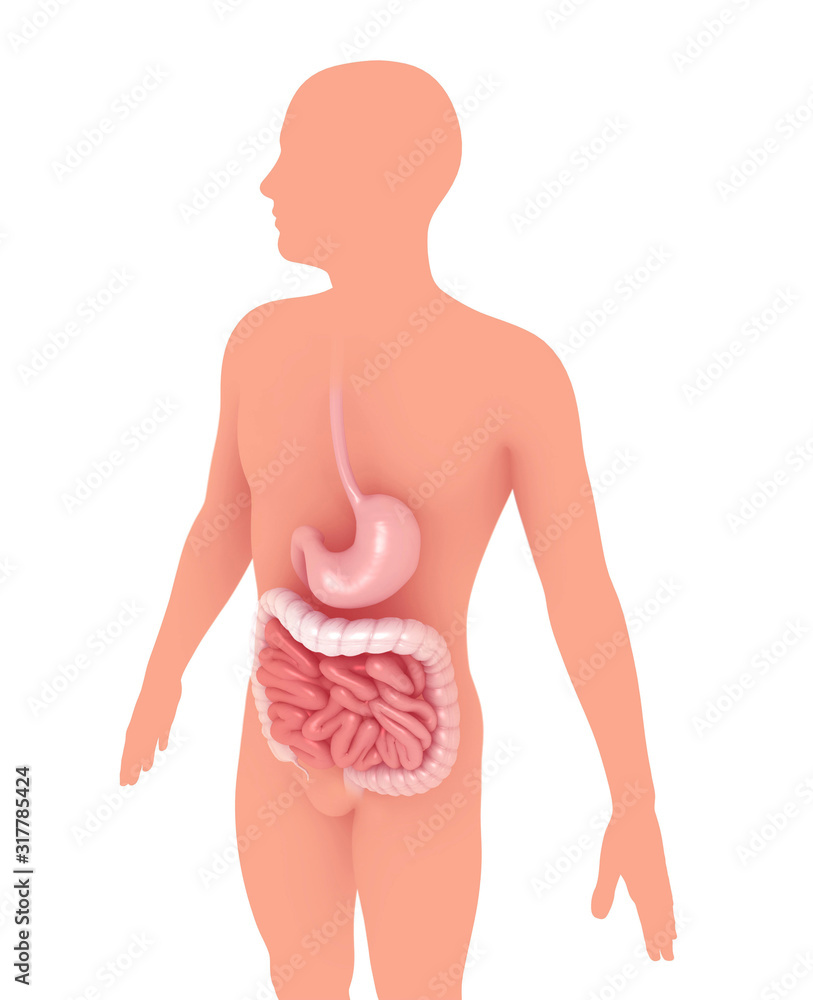 3d illustration of the anatomical interior of the digestive system, stomach and intestines. On the silhouette of a person standing out graphically. 3d illustration of the anatomical interior of the digestive system, stomach and intestines. On the silhouette of a person standing out graphically.