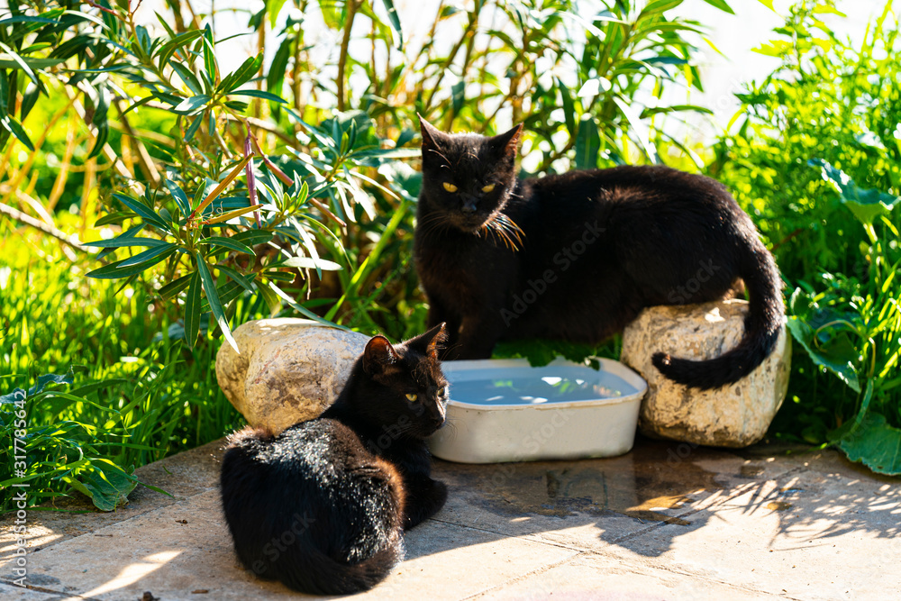 Two black cats sitting by a plate of water. Two black cats sitting by a plate of water.
