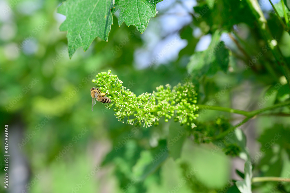 Honey bees pollinating vine blossom in vineyard in early spring Honey bees pollinating vine blossom in vineyard in early spring