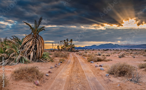 Colorful sunset in sandy desert with lonely palms, Middle East