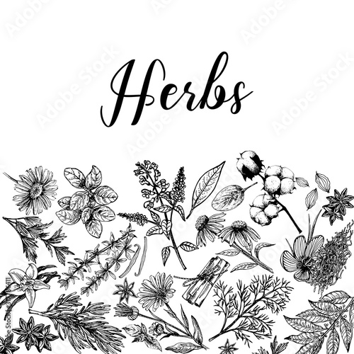 Poster card composition of hand drawn sketch style different kinds of plants isolated on white background. Vector illustration.