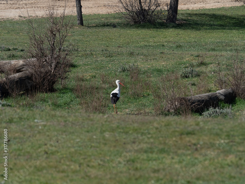 Landscape with stork