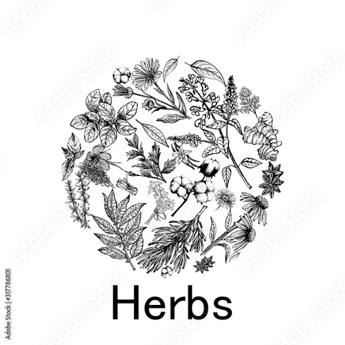 Poster card composition of hand drawn sketch style different kinds of plants isolated on white background. Vector illustration.