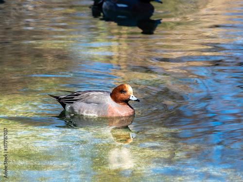 Ducks in a pond photo