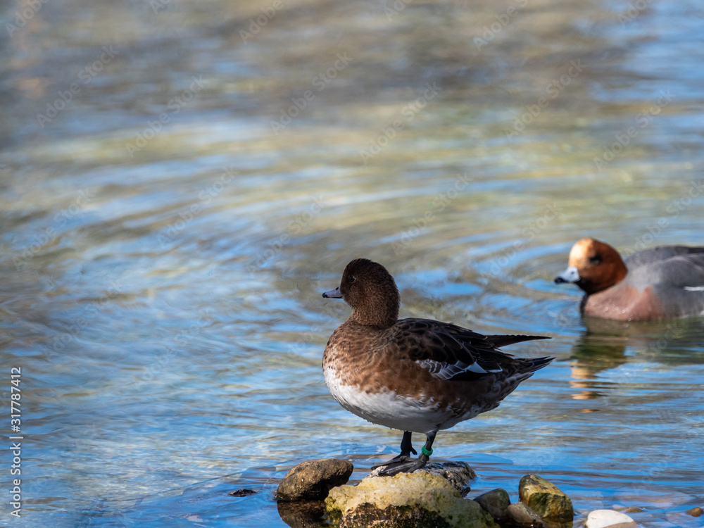 Ducks in a pond Ducks in a pond